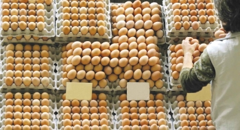 Dezessete países europeus são afetados por escândalo dos ovos contaminados